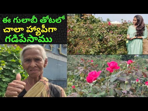 నాటు గులాబీ తోట ఒకసారి చూసేయండి | rose flower garden tour | garden tour | rose garden tour | garden