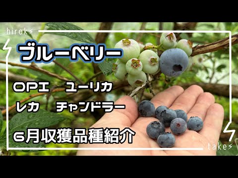 ブルーベリー　6月収獲品種紹介