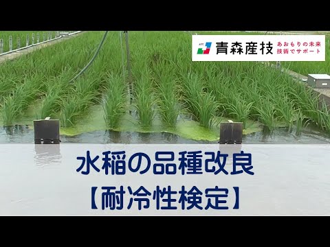 水稲の品種改良（耐冷性検定）AS20【農林総合研究所】