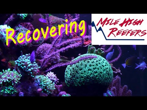 Crash Recovery 210 Gallon Reef Tank Update 4-20-21