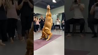 The Best Yoga Instructor 🐕