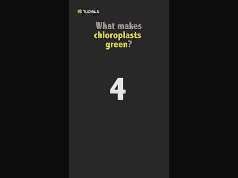 Biology Quiz: What makes chloroplasts green?