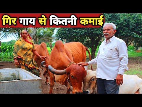 गिर गाय कितना दूध देती है | gir gay ki pahchan kya hai | gir cow | cow farming