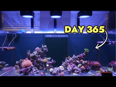 What My Red Sea Reefer 625 G2+ Looks Like After 1 Year