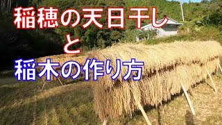 【稲穂の天日干し】稲木（いなき）の作り方