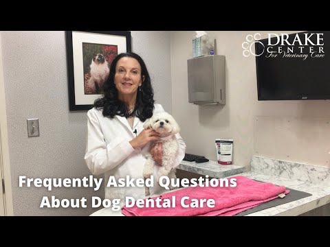 Frequently Asked Questions About Dog Dental Care