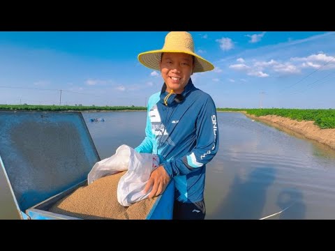 气温达到30度以上，就不死鱼了！抓住这个时机，多喂食把鱼养大！