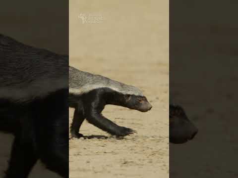 Honey badger approaching. #honeybadger #kgalagadi #kalahari #wildlife #botswana #safari #animals