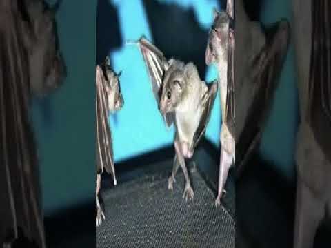 Bats Dance