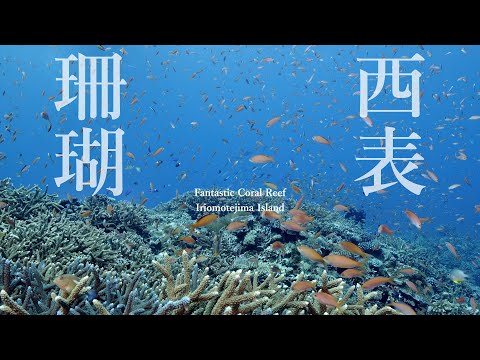 【西表島のサンゴ礁 石西礁湖】世界に誇るべき海の絶景。4K 3分。Okinawa Iriomote island. Fantastic coral reef.