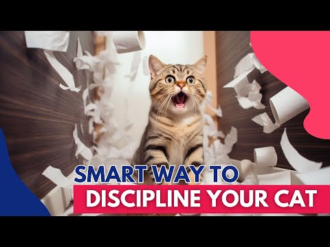 How to Discipline Your Cat the Right Way (Genius Tricks No One Will Tell You)