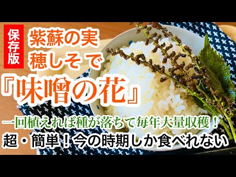 【保存版】超簡単！青じその紫蘇の実・穂しそを使った『味噌の花』の作り方！可愛いく美味しいです！ご飯のお供、おつまみ、子供のおやつ、家庭菜園・無農薬で簡単に出来る青じそ！食糧危機、食糧不足、食糧難に最適