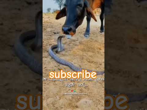 #snake #cow unusual bonding