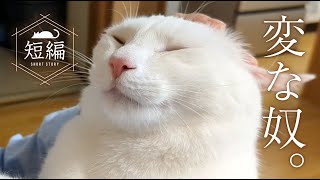 猫は謎の○○生命体。