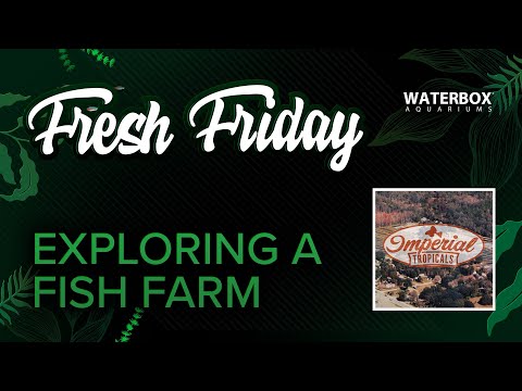 Exploring a Freshwater Fish Hatchery