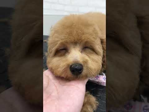 トリミング中に寝ちゃったわんこ#トリミング #トイプードル #子犬