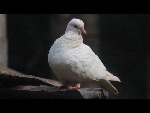 World Most Beautiful Pigeons | Catching New York Pigeons | mike tyson is obsessed with pigeons?