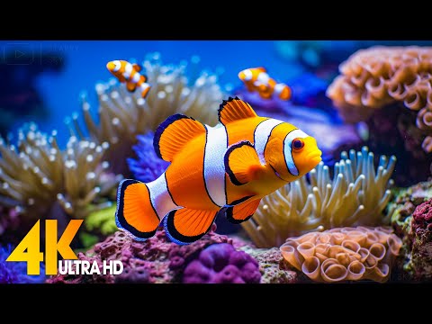 Aquarium 4K VIDEO (ULTRA HD) 🐠 Beautiful Coral Reef Fish - Relaxing Sleep Meditation Music #42