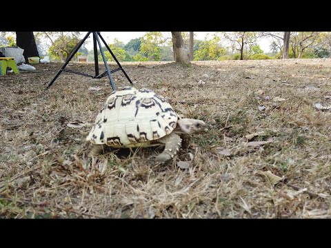 《岡本的vlog遊記》帶著豹龜去衛武營野餐