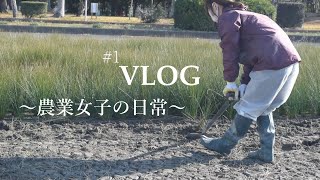 【農業  VLOG】21歳農業女子の日常／い草の苗堀に挑戦！