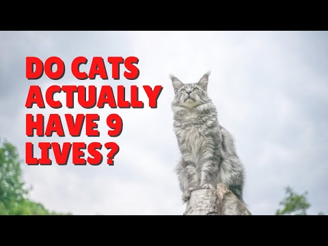 Do Cats Have 9 Lives? | Two Crazy Cat Ladies