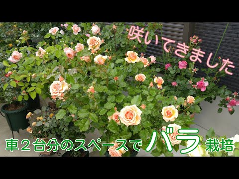 咲きはじめ（5/1～5/3）のお庭🌹【鉢栽培】