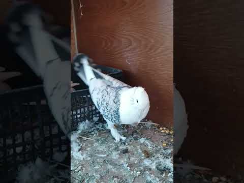 my bossy pigeon