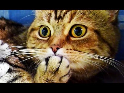 Cute Kittens and Funny Cats  Videos Compilation | Happy Birthday Coco !