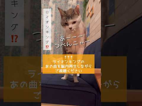 ロイオンキング #ねこ動画 #保護猫 #cat #ことねこくらし #ライオンキング #あの曲