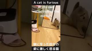 【鏡にうつる自分の姿に激しく怒りまくる猫】🤣🤣🤣A cat is furious at its own reflection in the mirror　＃Shorts