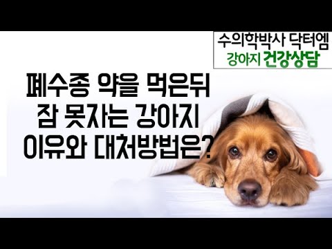 폐수종약을 먹은뒤 잠을 안자는 강아지 대처방법 -수의학박사 닥터엠의 강아지119