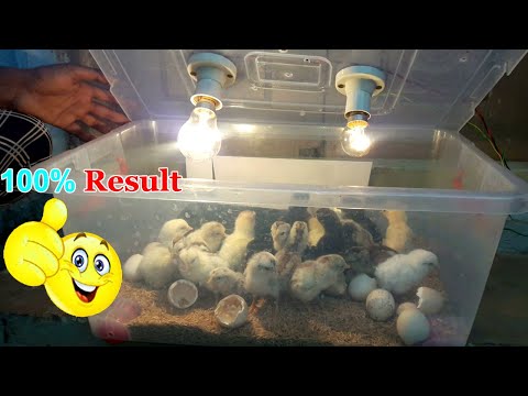 DIY BEST INCUBATOR FOR CHICKEN EGGS | PLASTIC CONTAINER INCUBATOR | 100% EGGS HATCHED | YOUCANDOTHIS