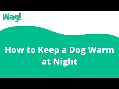 How to Keep a Dog Warm at Night | Wag!