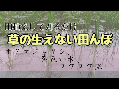 【必見】草の生えない田んぼ/無農薬無肥料連続20年の進化