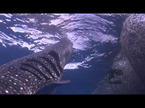 Pelagic Productions - Whale Sharks HD - Cenderawasih Bay, Papua Province, Indonesia