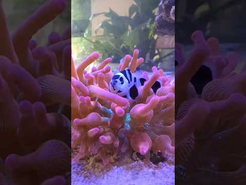 Clownfish Hosting Anemone 🪸🐠 #clownfish #aquarium #sea #pets #fish #fishtank #funny