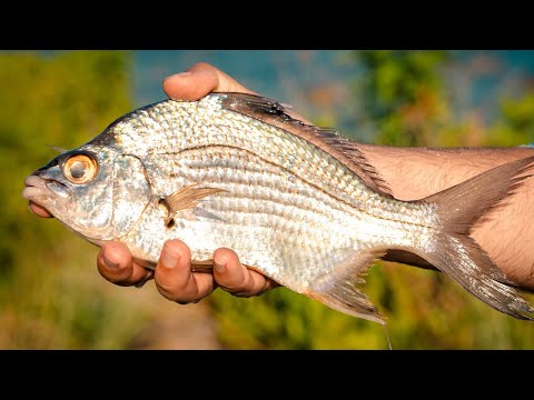 Tarpon Fishing In A Pond - We Used DEAD Bait