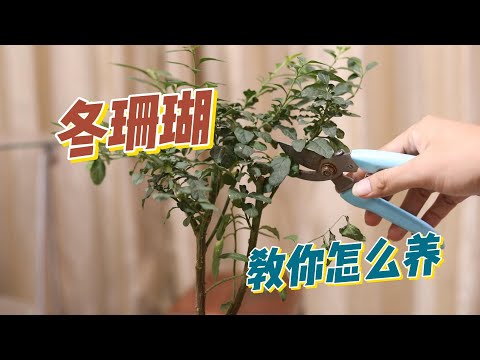 冬珊瑚怎么养？园艺师教你，冬珊瑚的详细养护技巧