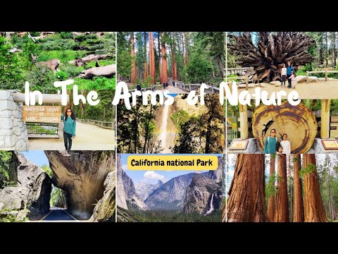 Yosemite National Park California | Mariposa Grove Giant Sequoia Trees, Day One #indianvlogger