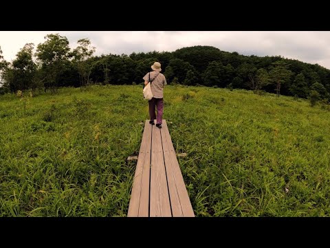 Let's walk the Raised bog with the family