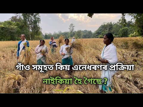 গাঁও সমূহত আজিকালি এনেধৰণৰ ধান কটা প্ৰক্রিয়া নাইকিয়া হৈ গৈছে ।Dhan Kheti |Dhan Kheti Assam