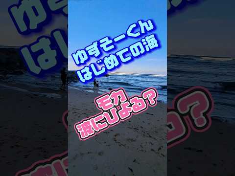 Go！はじめての海(2024.2)　#水木海水浴場　#海　#犬と海