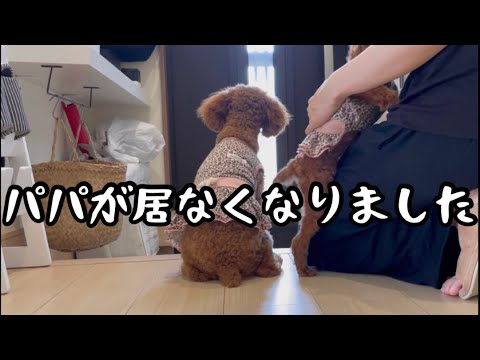 パパが居なくなりました【トイプードル】