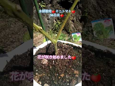 水耕栽培🍅ミニトマト🍅56日目🍅 #shortsfeed #水耕栽培ミニトマト