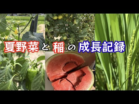 農業未経験者のUターン農業！野菜作りと米作りやってみた！夏野菜と稲の成長記録！【57のりのり】