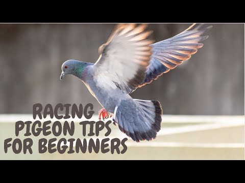 Racing Pigeon Tips For Beginners