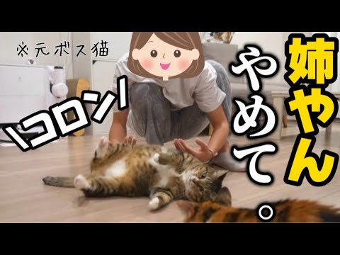 23歳一人暮らし。元ボス猫を家族に迎えたら我が家がアザラシ幼稚園になりました