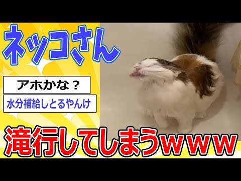 修行猫、滝行を始めてしまうｗｗｗ【2ch動物スレ】 #2ch面白いスレ #2ch動物スレ #ネコ #動物