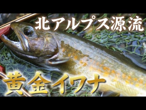 北アルプス源流！黄金イワナを求めて！【ハンドメイドミノー編 part 2】