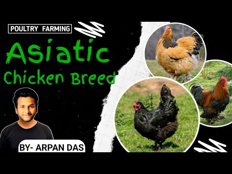 All Asiatic Chicken Breed l #poultry by ecohill agri l #poultryfarming #livestock